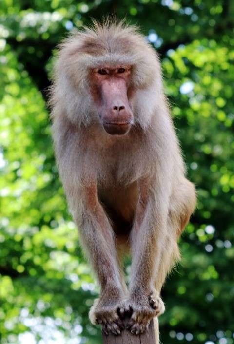 Baboon
