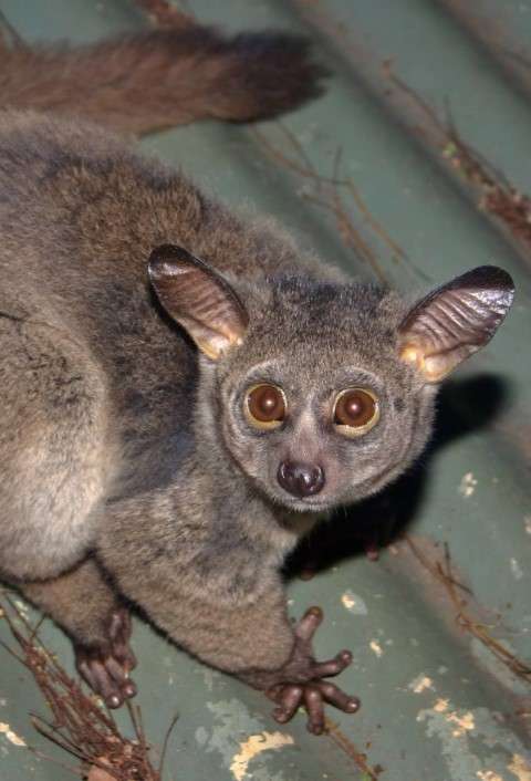 Bushbaby