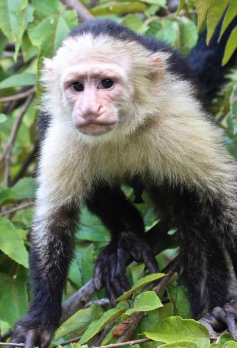 Capuchin