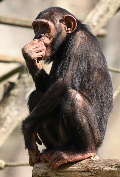 Chimpanzee