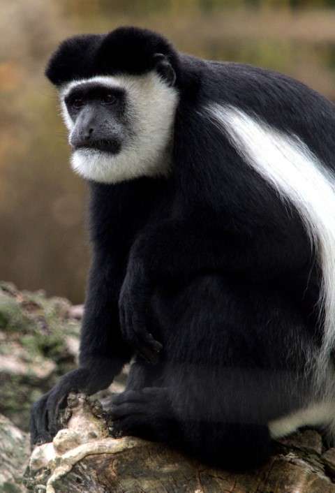 Colobus