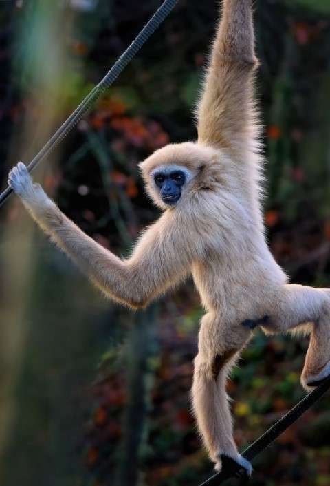 Gibbon