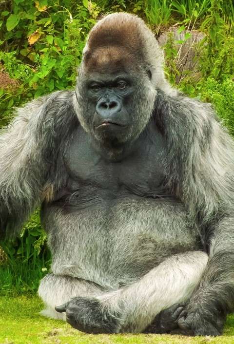 Gorilla