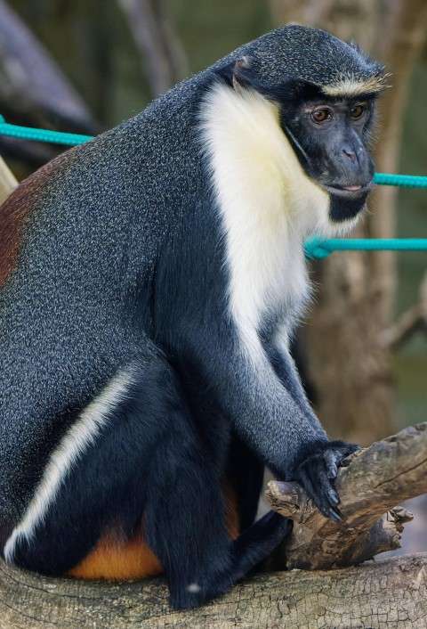 Guenon