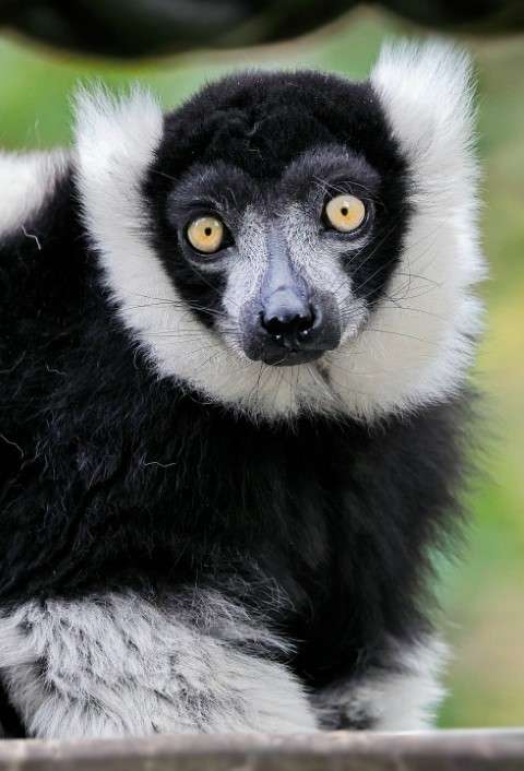 Indri