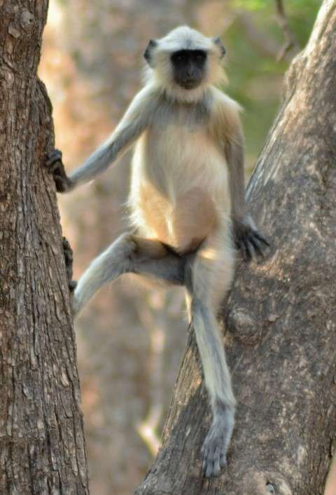 Langur