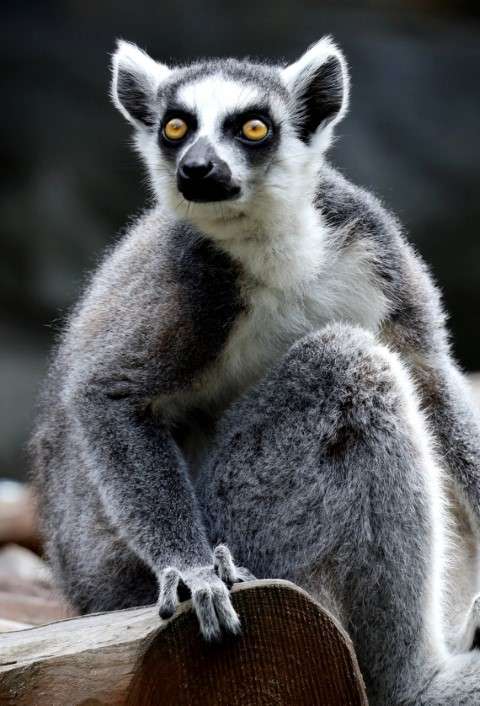 Lemur