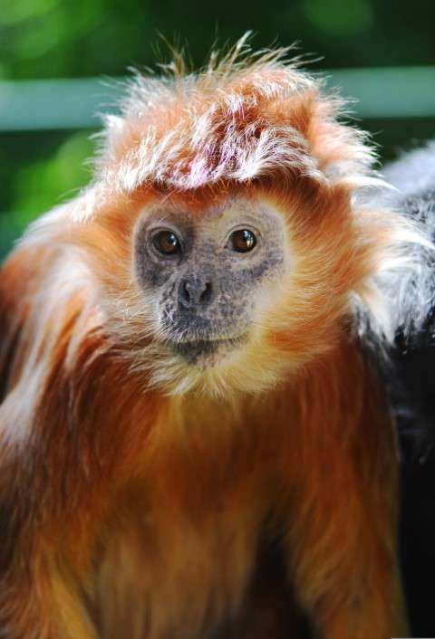 Lutung