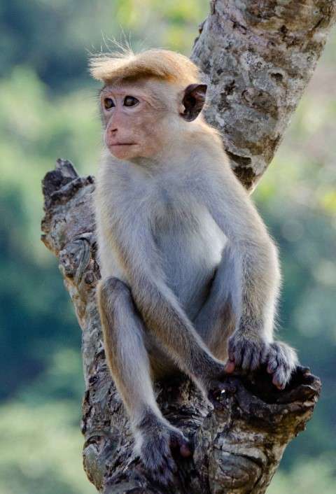 Macaque