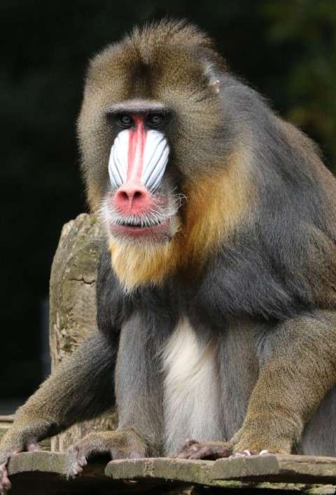Mandrill