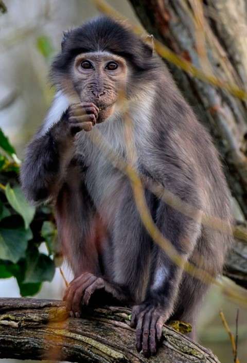 Mangabey