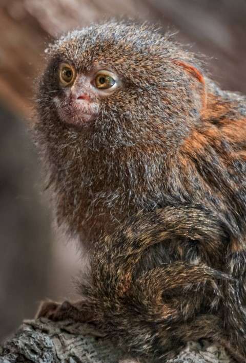 Marmoset