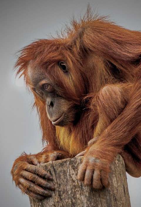 Orangutan