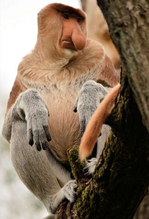 Proboscis