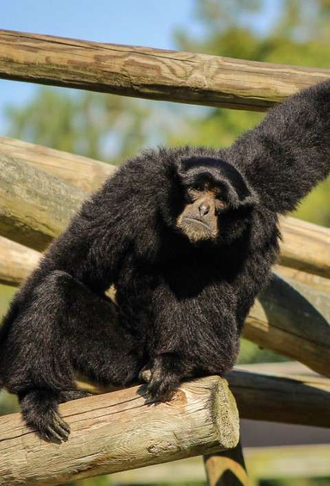 Siamang