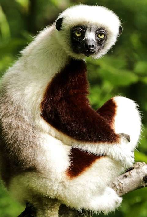 Sifaka