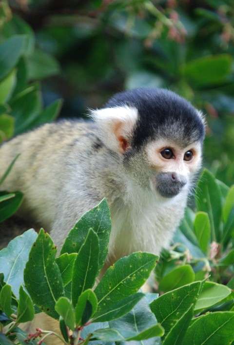 Squirrel