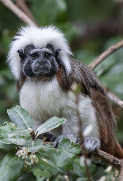 Tamarin