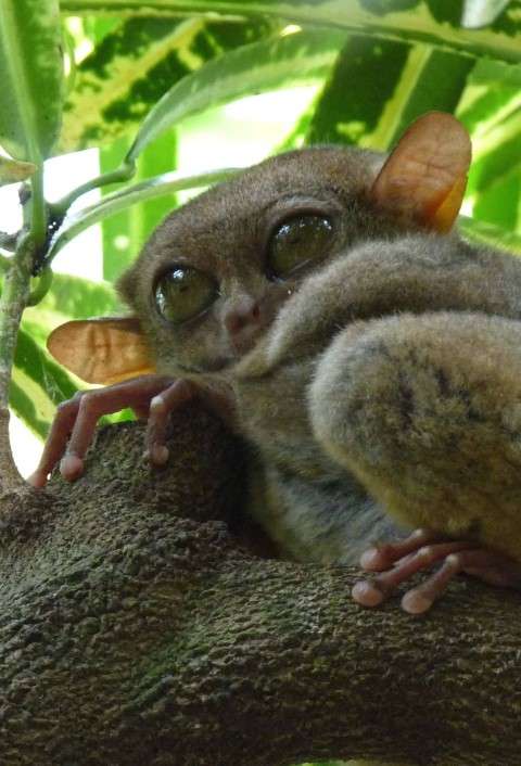 Tarsier