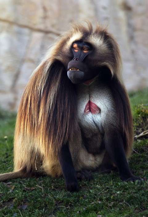 Theropithecus