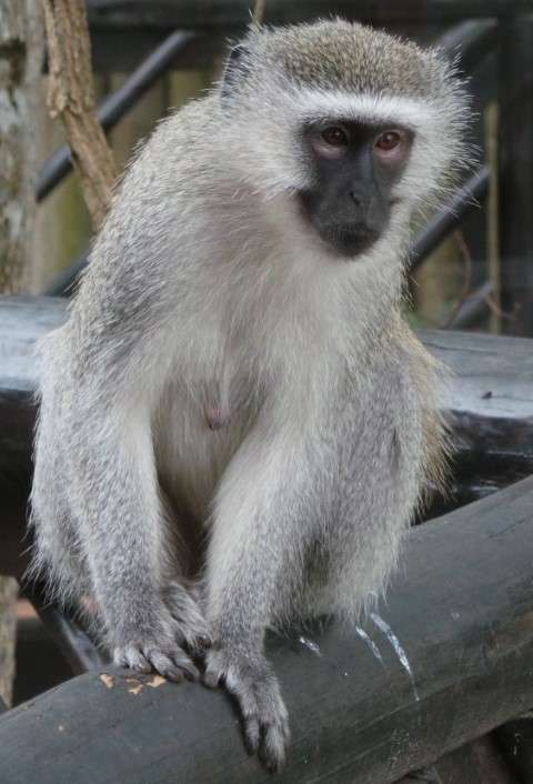 Vervet